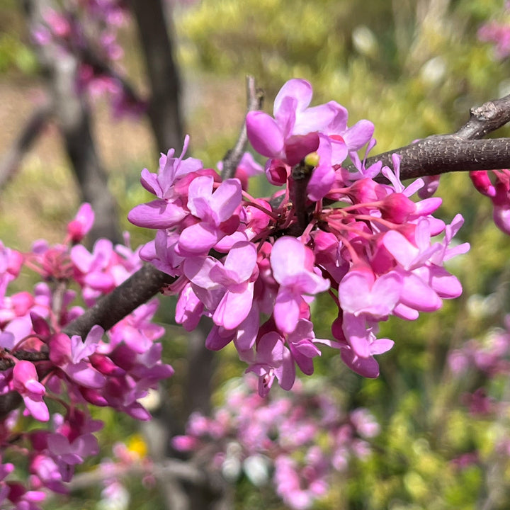 Cercis canadensis var. texensis 'NC2014-10' PP35,080 ~ Gilded Hearts® Redbud-ServeScape