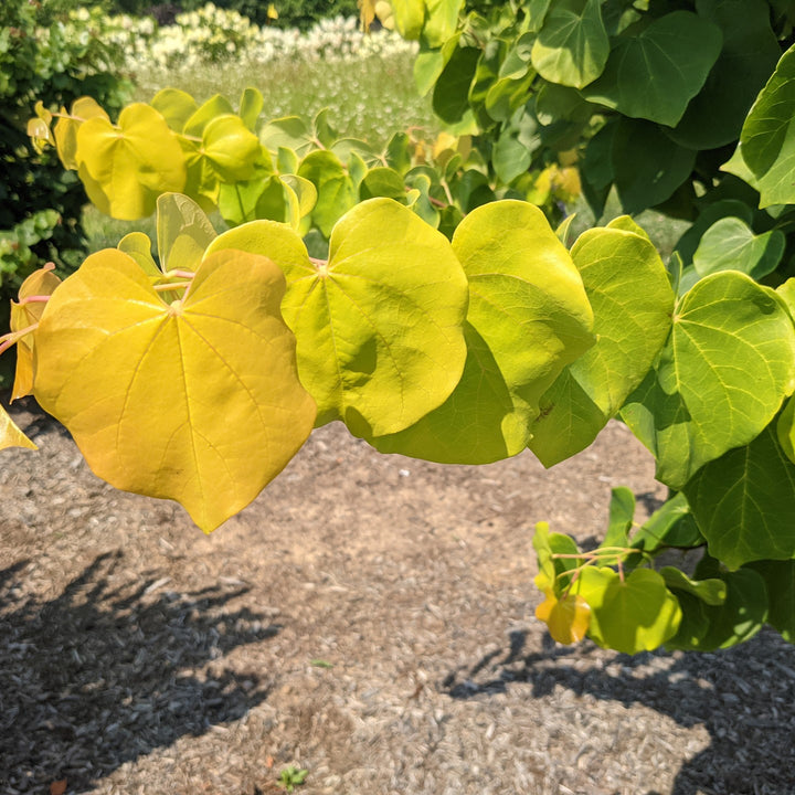 Cercis canadensis var. texensis 'NC2014-10' PP35,080 ~ Gilded Hearts® Redbud-ServeScape