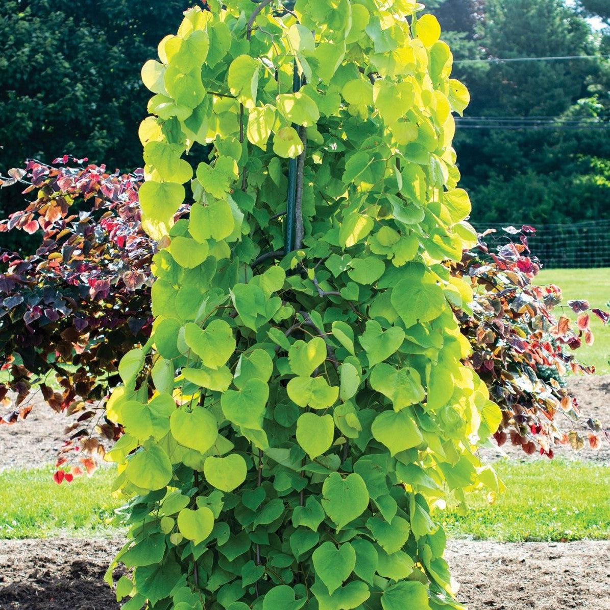 Cercis canadensis 'Golden Falls' ~ Golden Falls Weeping Redbud-ServeScape