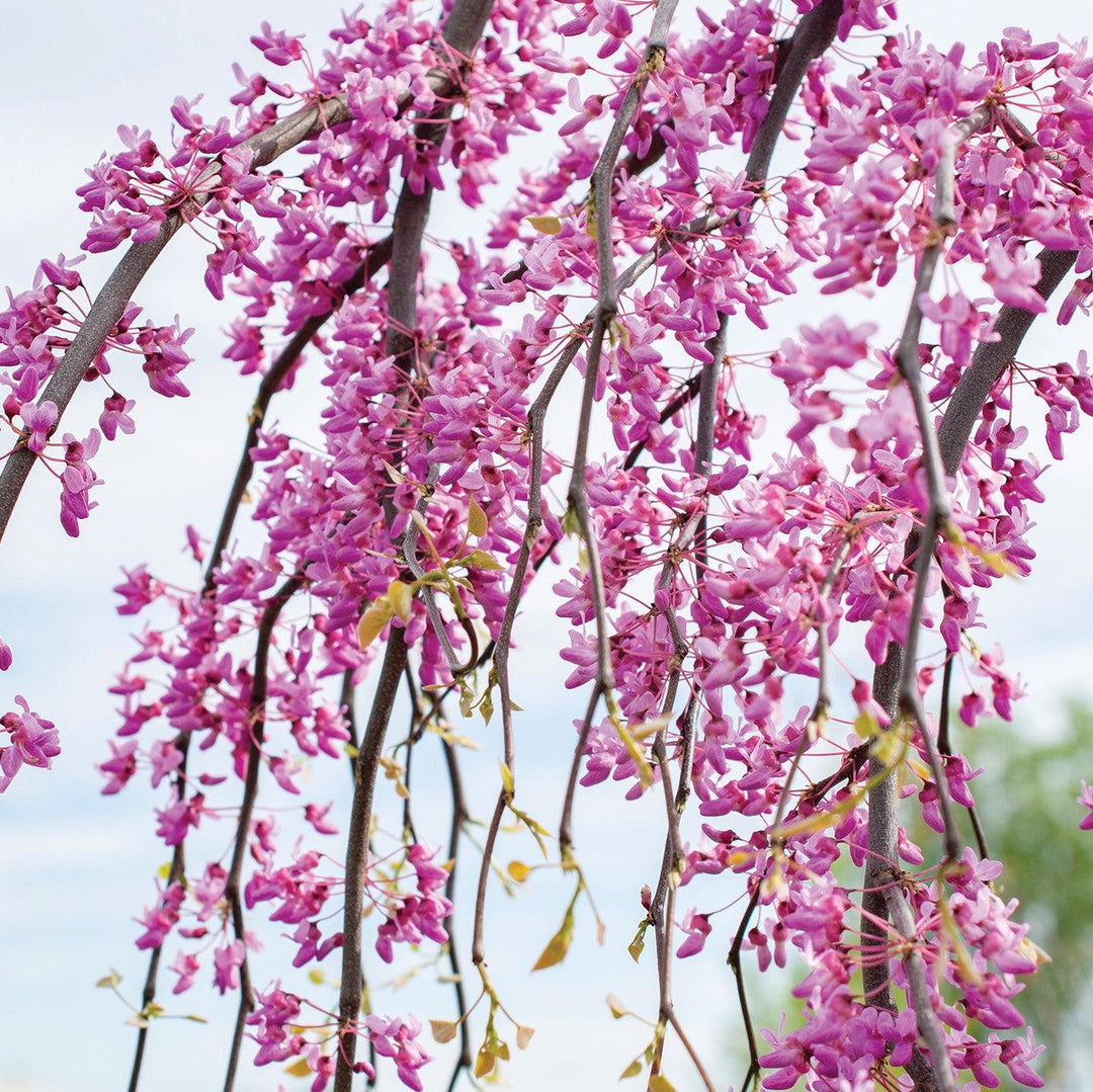 Cercis canadensis 'Golden Falls' ~ Golden Falls Weeping Redbud-ServeScape