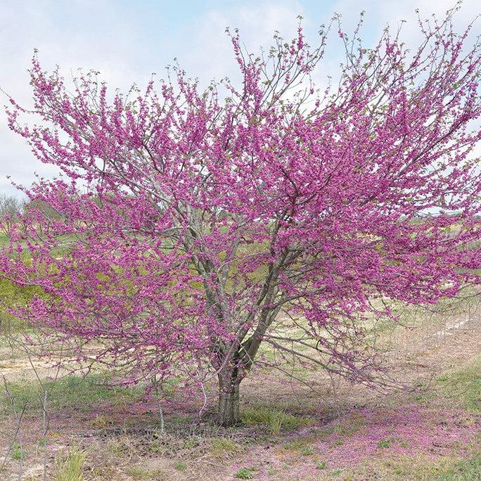 Cercis canadensis 'Pink Pom Poms' ~ Pink Pom Poms Redbud-ServeScape