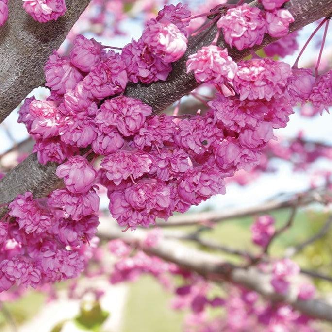 Cercis canadensis 'Pink Pom Poms' ~ Pink Pom Poms Redbud-ServeScape