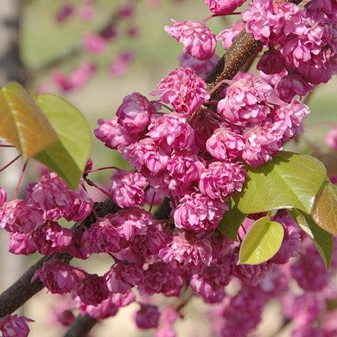 Cercis canadensis 'Pink Pom Poms' ~ Pink Pom Poms Redbud-ServeScape