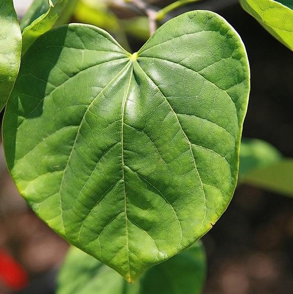 Cercis canadensis f. alba ~ White Eastern Redbud-ServeScape