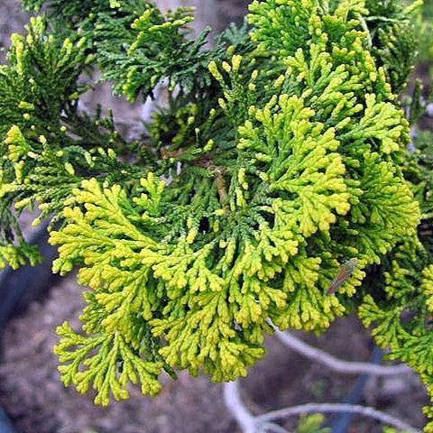 Chamaecyparis obtusa 'Aurea' ~ Gold Hinoki Cypress-ServeScape