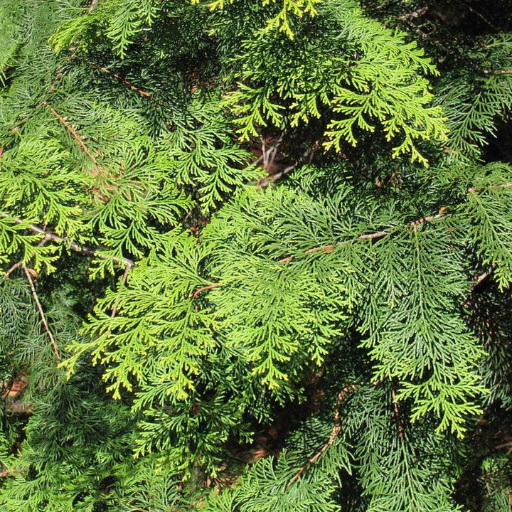 Chamaecyparis obtusa 'Aurea' ~ Gold Hinoki Cypress-ServeScape