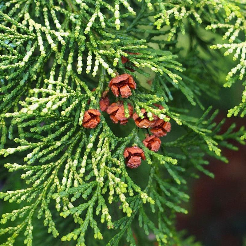 Chamaecyparis obtusa 'Aurea' ~ Gold Hinoki Cypress-ServeScape