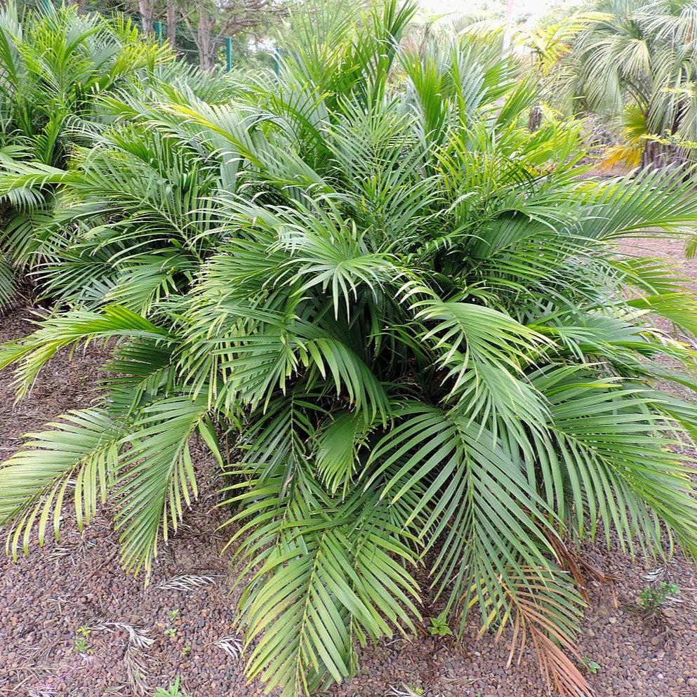 Chamaedorea cataractarum ~ Cat Palm-ServeScape