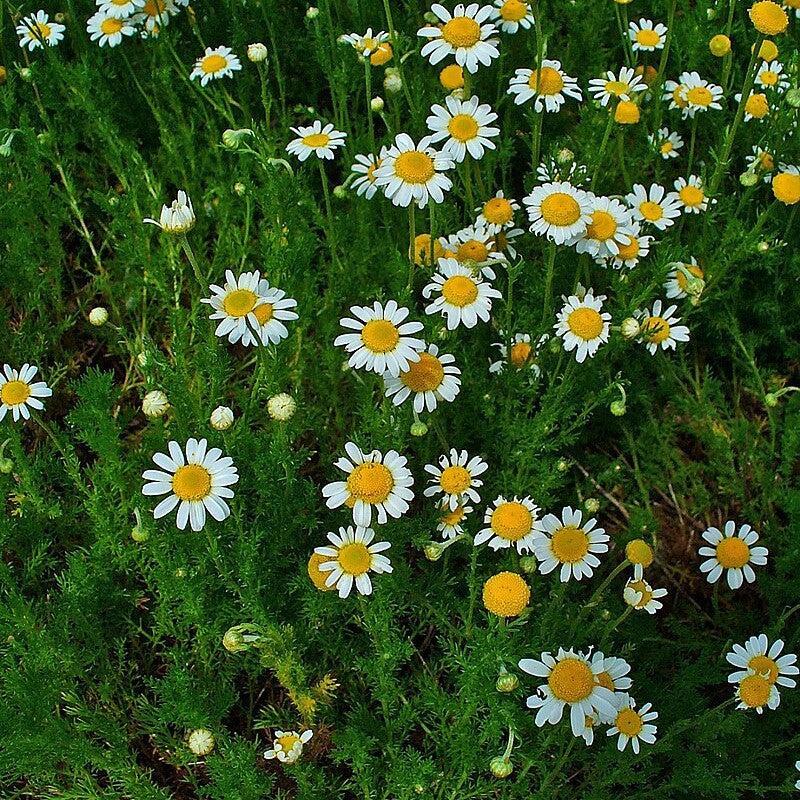 Chamaemelum nobile ~ Roman Chamomile-ServeScape