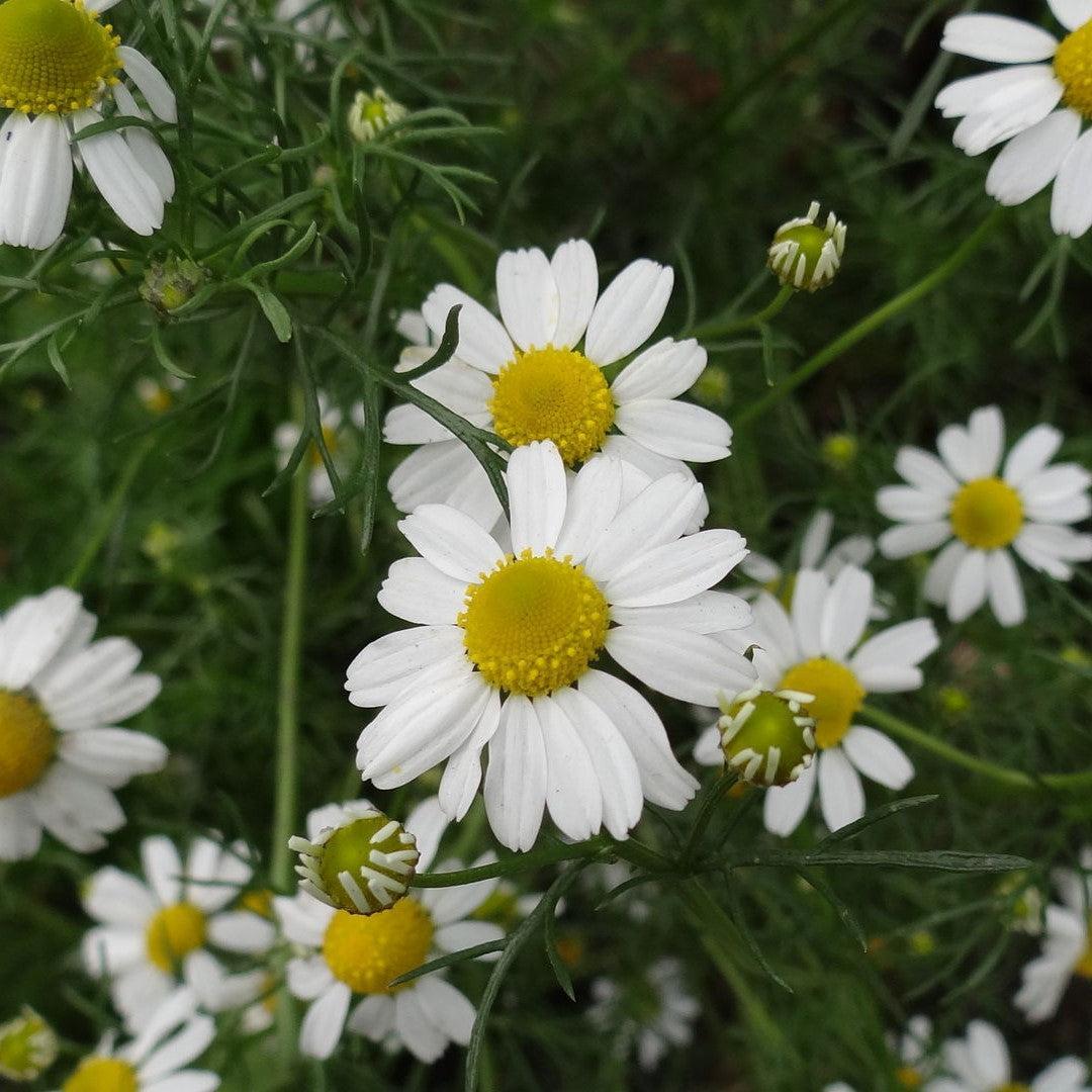 Chamaemelum nobile ~ Roman Chamomile-ServeScape