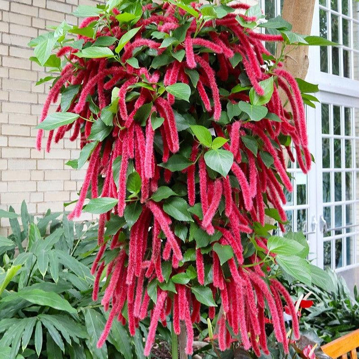 Acalypha hispida ~ Chenille Plant-ServeScape