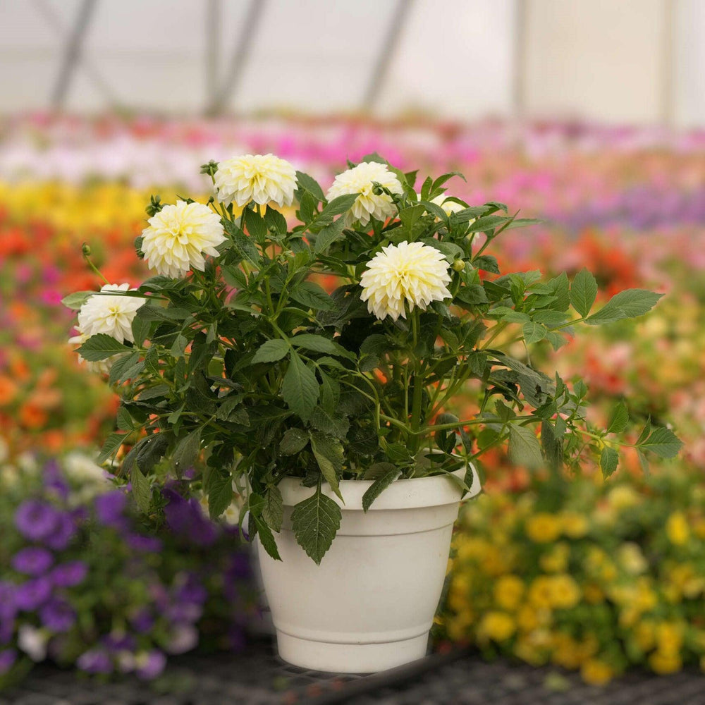 Dahlia variabilis 'Cheire Lemon' ~ Cherie™ Lemon Dahlia-ServeScape