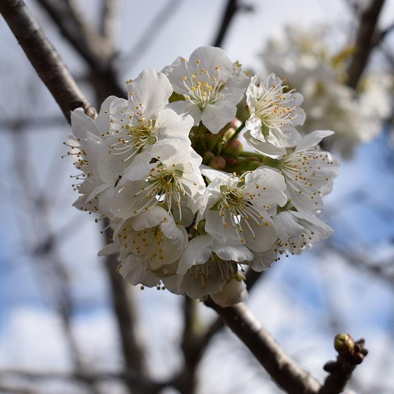 Prunus cerasus 'Montmorency' ~ Montmorency Cherry Tree-ServeScape