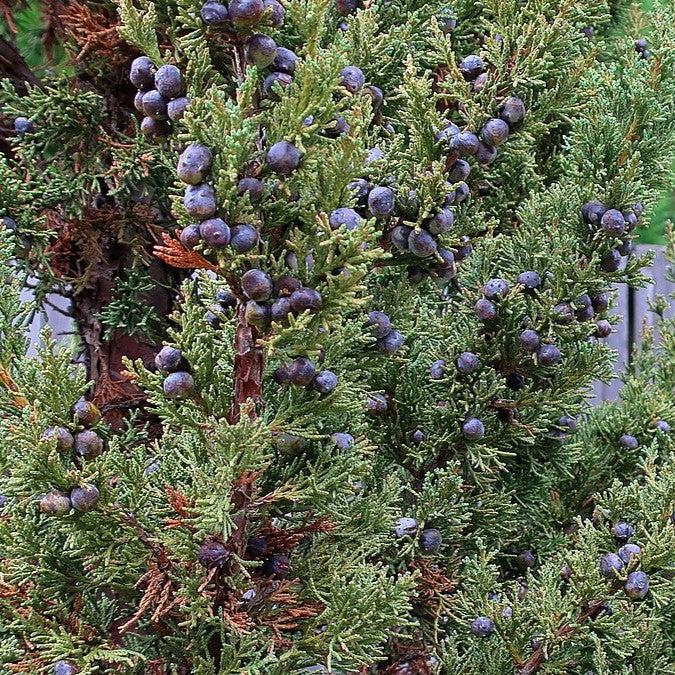Juniperus chinensis 'Trautman' ~ Trautman Juniper-ServeScape
