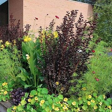 Lagerstroemia 'CS2012-12' ~ Black Diamond® Lavender Lace™ Crape Myrtle-ServeScape