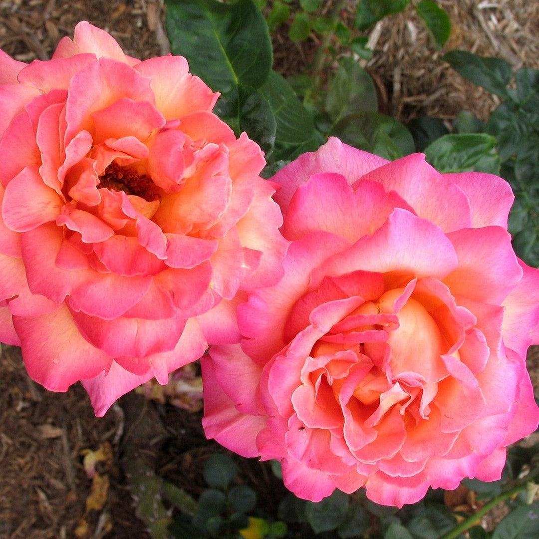 Rosa 'Johnago' ~ Chicago Peace® Rose-ServeScape