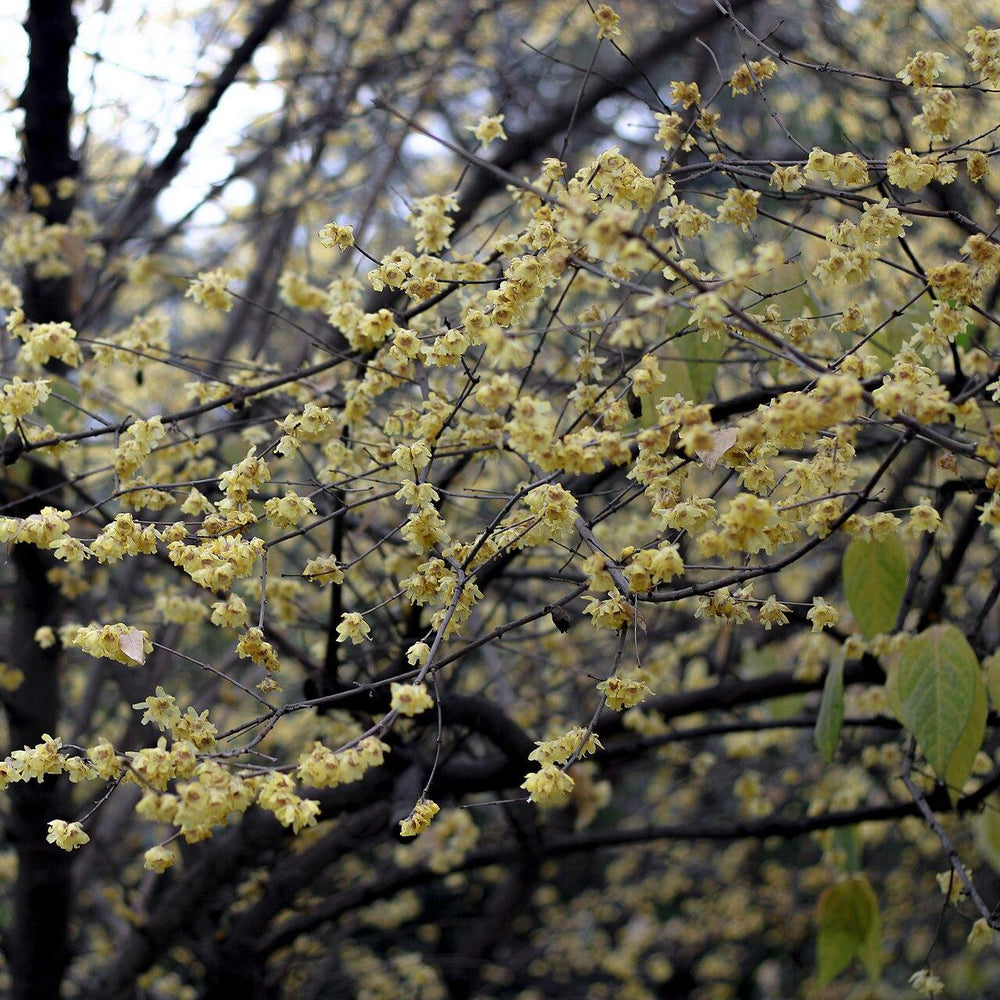 Chimonanthus praecox ~ Fragrant Wintersweet-ServeScape