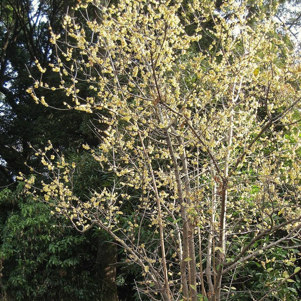 Chimonanthus praecox ~ Fragrant Wintersweet-ServeScape