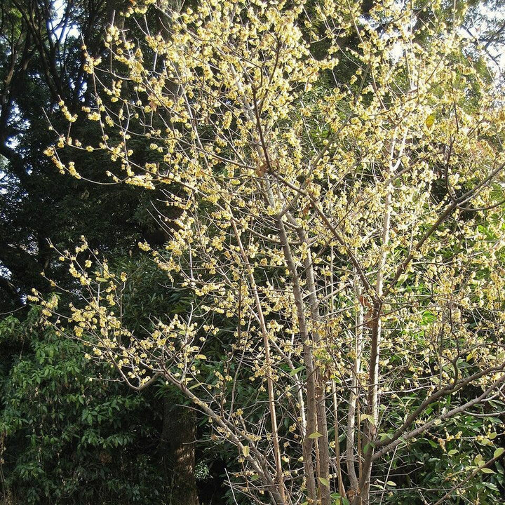 Chimonanthus praecox ~ Fragrant Wintersweet-ServeScape