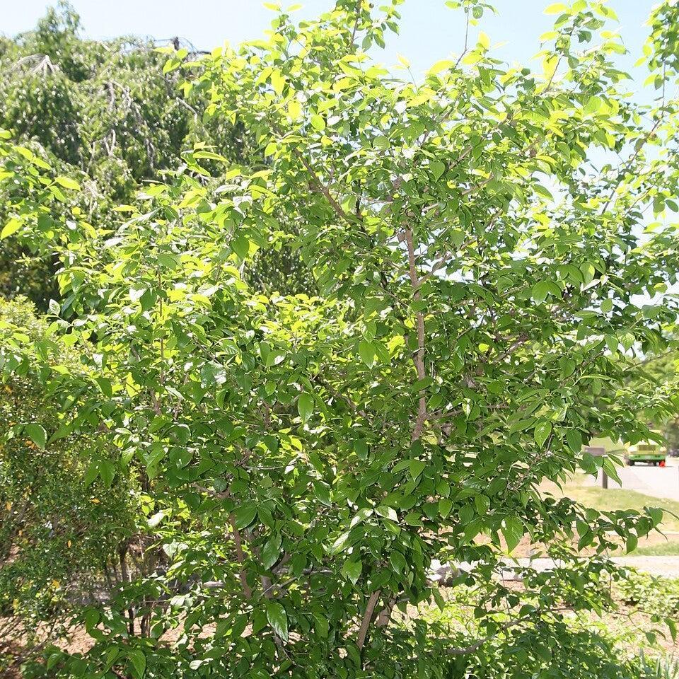 Chimonanthus praecox ~ Fragrant Wintersweet-ServeScape