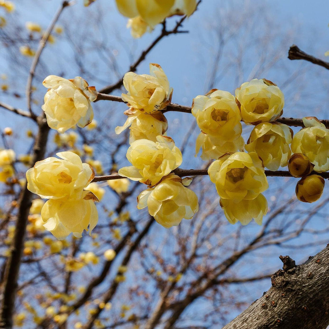 Chimonanthus praecox ~ Fragrant Wintersweet-ServeScape