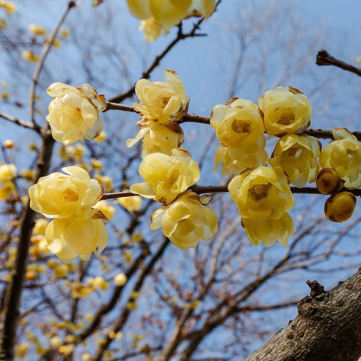 Chimonanthus praecox ~ Fragrant Wintersweet-ServeScape
