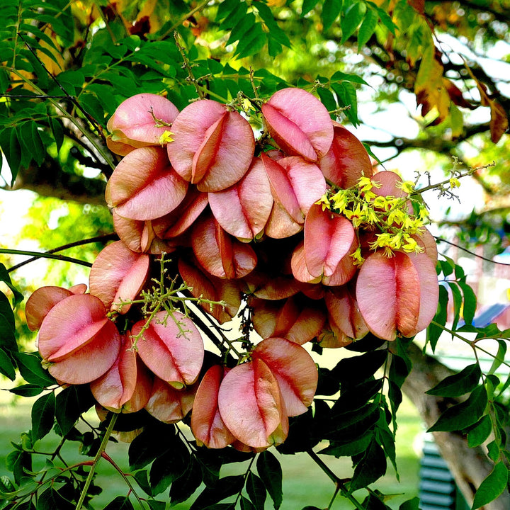 Koelreuteria bipinnata ~ Chinese Flame Tree-ServeScape