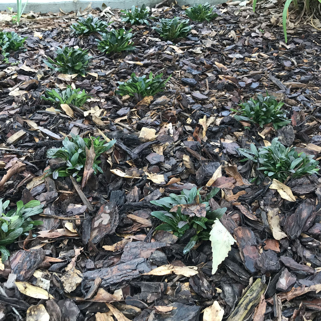 Ajuga reptans 'Valfredda' ~ Chocolate Chip Bugleweed-ServeScape