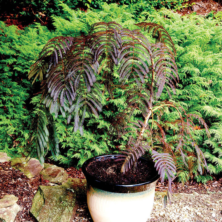 Albizia julibrissin 'NCAJ1' PP 25,813 ~ Chocolate Fountain® Mimosa Tree-ServeScape