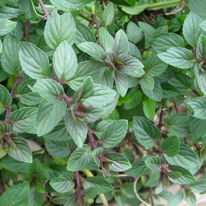 Mentha x piperita 'Chocolate' ~ Chocolate Mint-ServeScape