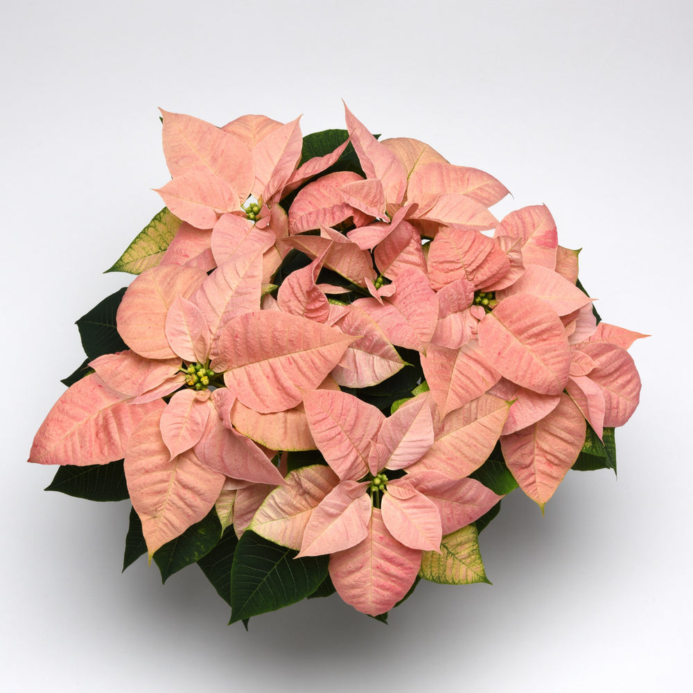 Euphorbia pulcherrima 'NPCW17243' ~ Christmas Beauty™ Cinnamon Poinsettia-ServeScape