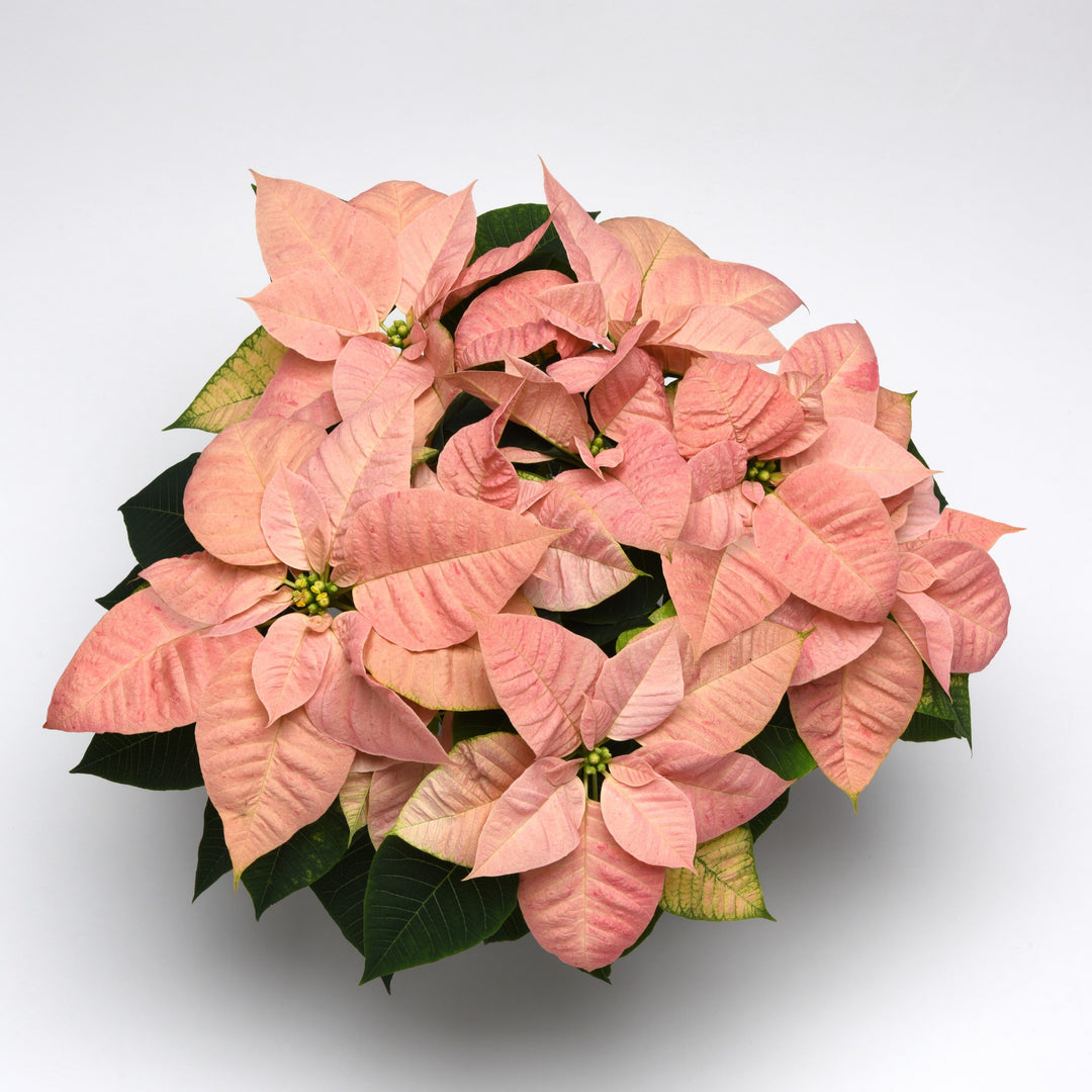 Euphorbia pulcherrima 'NPCW17243' ~ Christmas Beauty™ Cinnamon Poinsettia-ServeScape