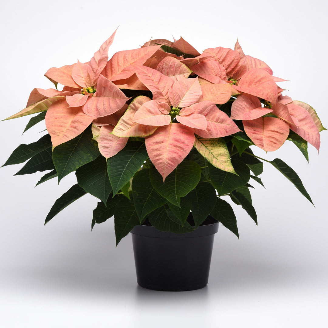 Euphorbia pulcherrima 'NPCW17243' ~ Christmas Beauty™ Cinnamon Poinsettia-ServeScape