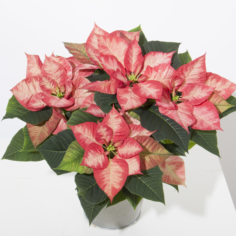 Euphorbia pulcherrima 'NPCW18289' ~ Christmas Beauty™ Princess Poinsettia-ServeScape