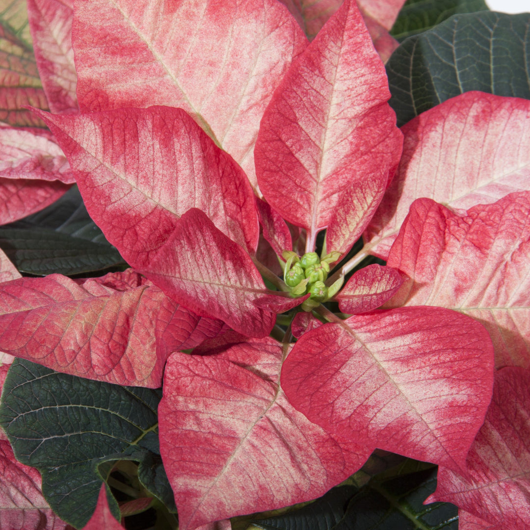 Euphorbia pulcherrima 'NPCW18289' ~ Christmas Beauty™ Princess Poinsettia-ServeScape