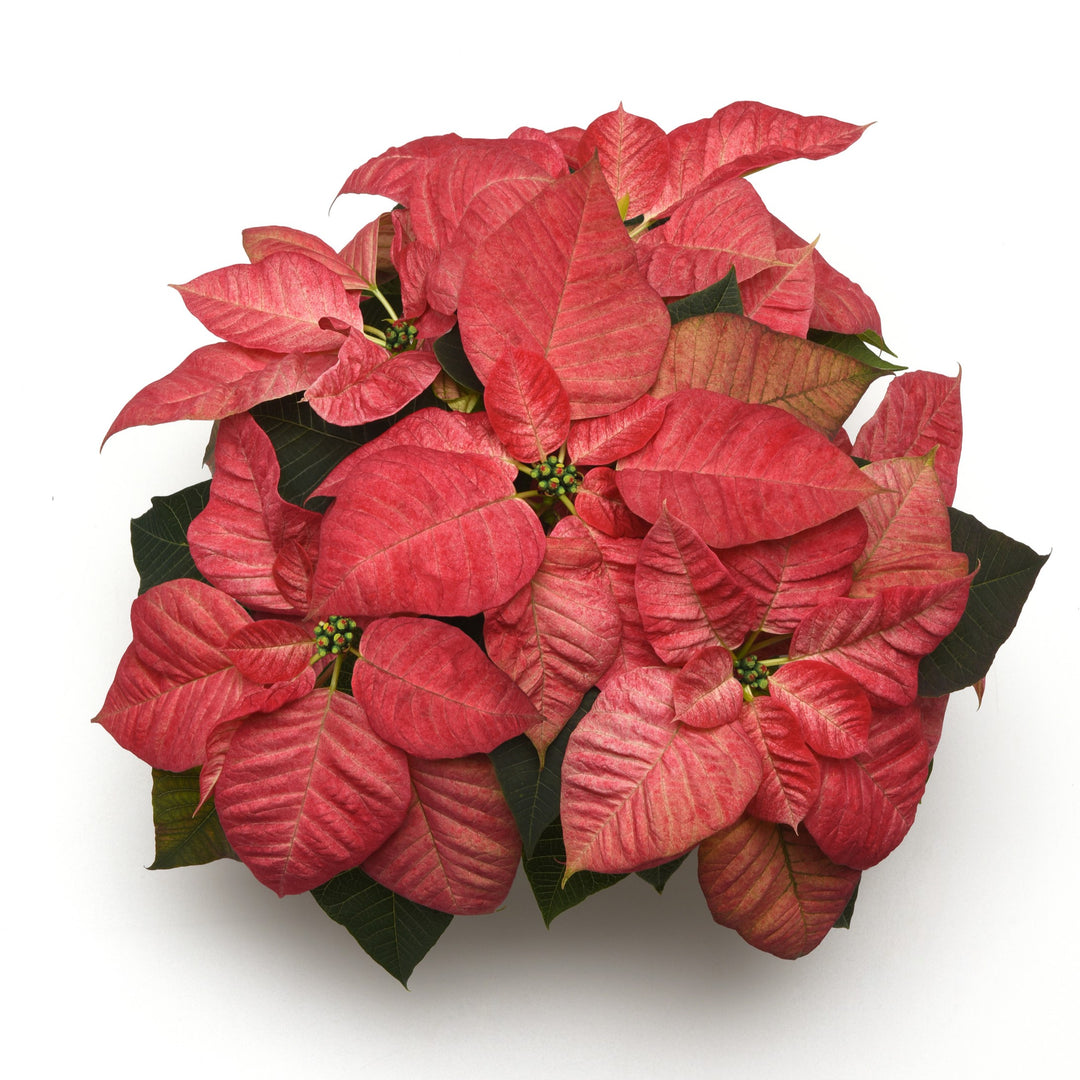Euphorbia pulcherrima 'NPCW19287' ~ Christmas Beauty™ Queen Poinsettia-ServeScape