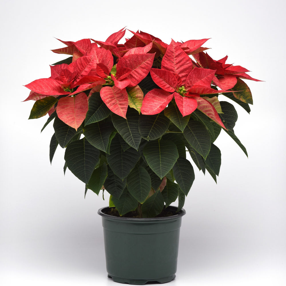 Euphorbia pulcherrima 'NPCW19287' ~ Christmas Beauty™ Queen Poinsettia-ServeScape