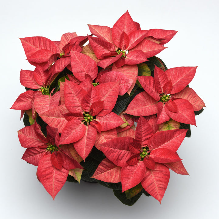 Euphorbia pulcherrima 'NPCW19287' ~ Christmas Beauty™ Queen Poinsettia-ServeScape