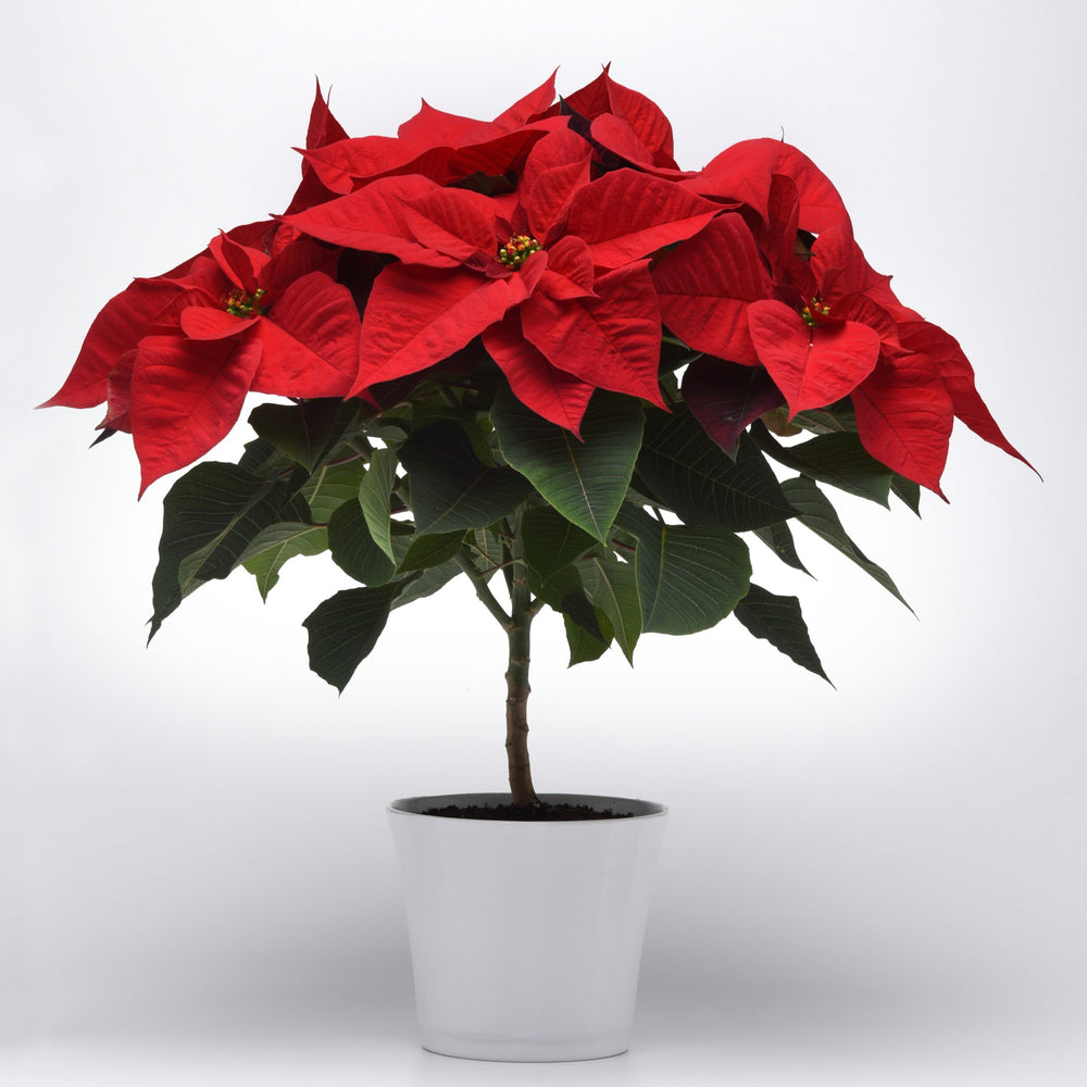 Euphorbia pulcherrima 'NPCW08153' ~ Christmas Eve Red Poinsettia-ServeScape