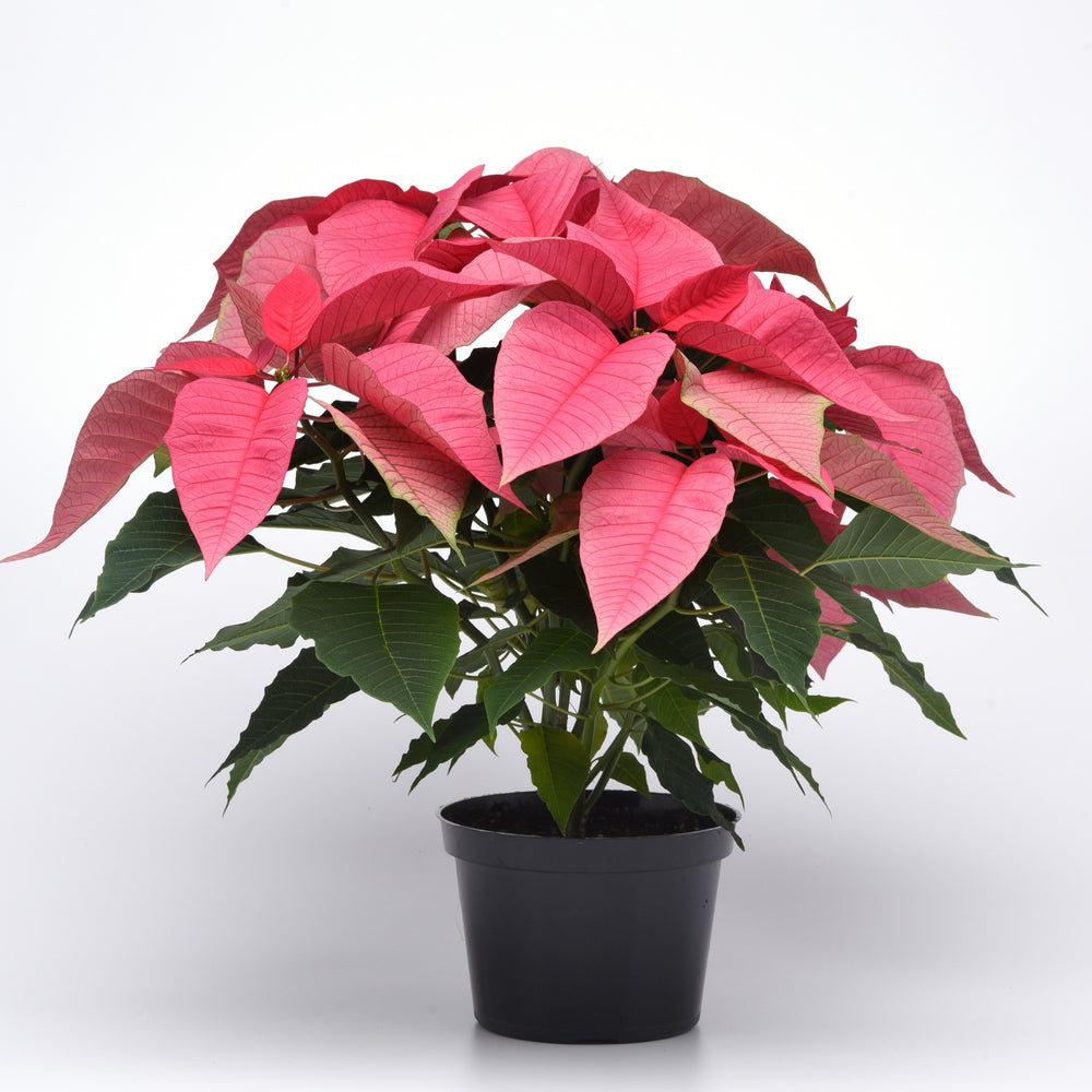 Euphorbia pulcherrima 'NPCW07120' ~ Christmas Feelings™ Poinsettia-ServeScape