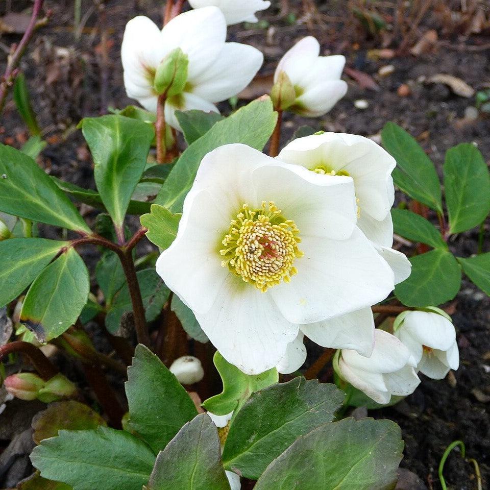 Helleborus niger ~ Christmas Rose-ServeScape