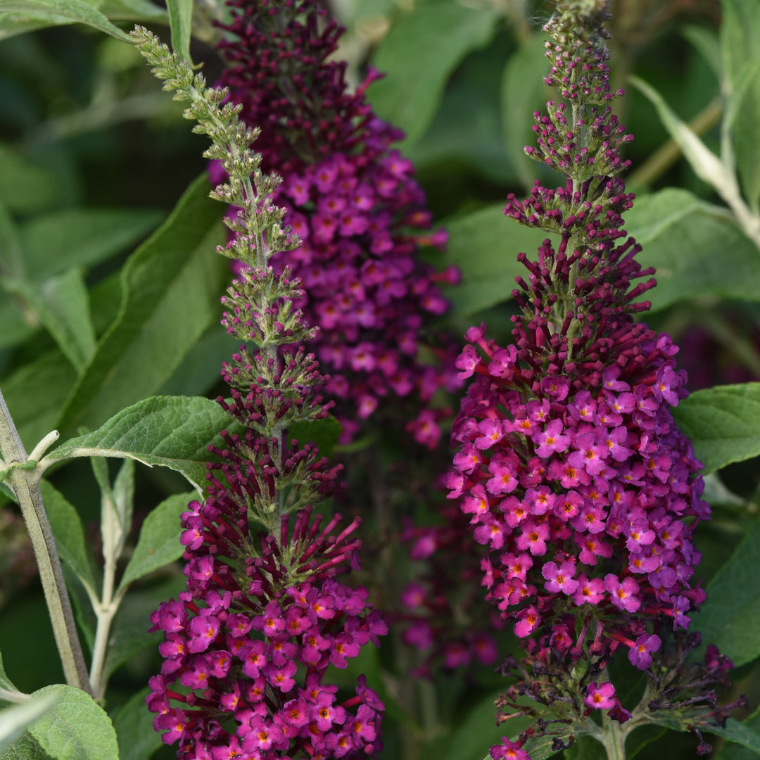 Buddleia 'Balchryran' ~Chrysalis™ Cranberry Butterfly Bush-ServeScape