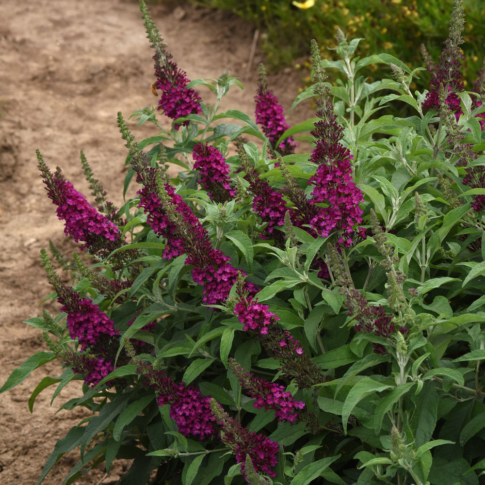 Buddleia 'Balchryran' ~Chrysalis™ Cranberry Butterfly Bush-ServeScape
