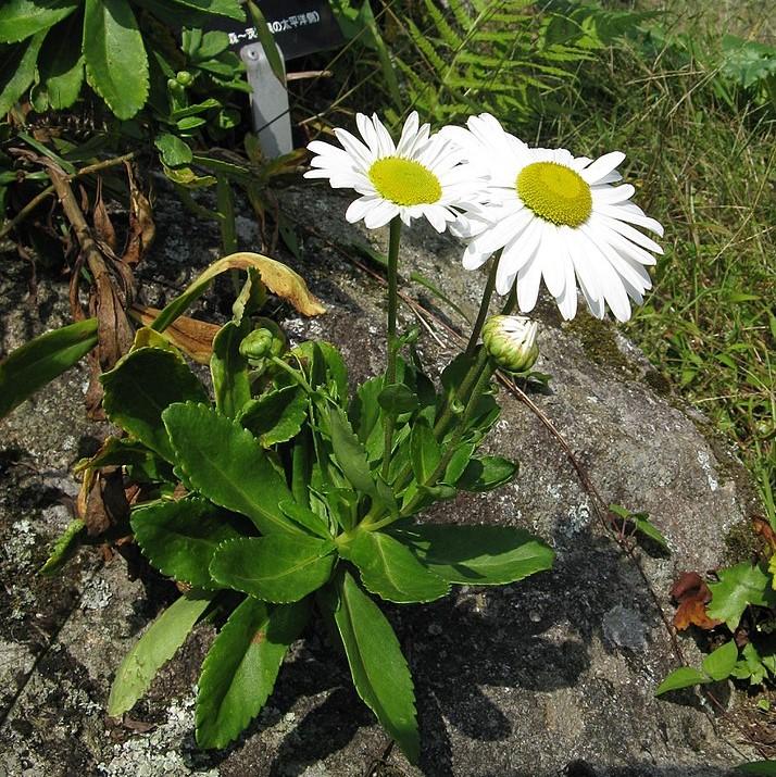 Nipponanthemum niponicum ~ Nippon Daisy-ServeScape