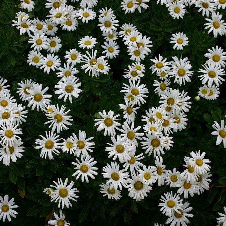 Nipponanthemum niponicum ~ Nippon Daisy-ServeScape