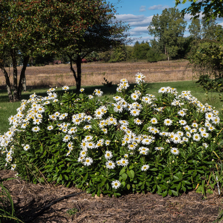 Nipponanthemum niponicum ~ Nippon Daisy-ServeScape