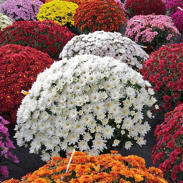 Chrysanthemum ~ Fall Daisy Mum, White-ServeScape