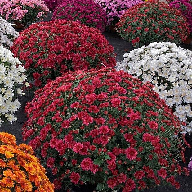 Chrysanthemum ~ Fall Daisy Mum, Red-ServeScape