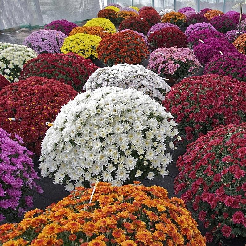 Chrysanthemum ~ Fall Daisy Mum, Assorted-ServeScape