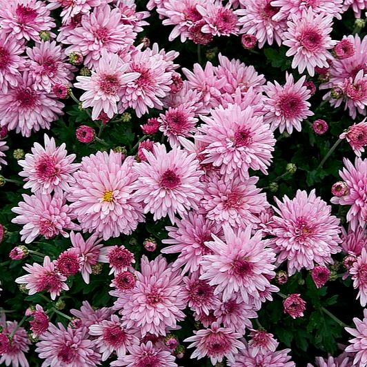 Chrysanthemum x morifolium 'Aduro Pink' ~ Belgian Mums® Aduro Pink Mum-ServeScape